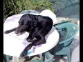 Cane & Gatto!!! (1° Parte) Cane & Gatto!!! (1° Parte)