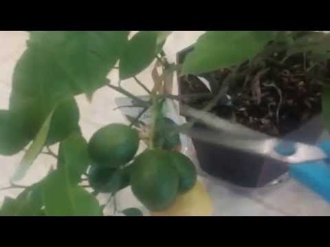 how to tell if lemons are ripe