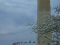 Washington Monument, Cherry Blossom, & Kites Washington Monument, Cherry Blossom, & Kites