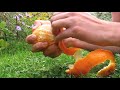 OrangePeeling.m4v