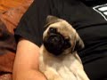 Mi pug, Nuca