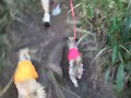 PIco and Jake hiking