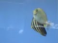 Zebrasoma veliferum