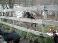 videos de Helpless Doberman