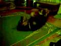videos de Rocco la mascota