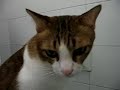 Toilet Trained Cat from Thailand