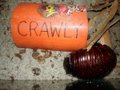 Gross Pet? Giant Burrowing Cockroaches - Crawly and family