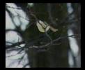 Kr�tk� a �dern� noviny: Ornitolog