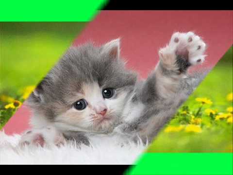 Image de prévisualisation YouTube