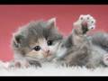 Les Plus Belle Photo De Chat