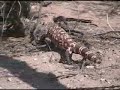 Gila Monster Monster\