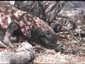 Gila Monster's Journey 