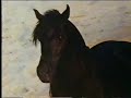 black-stallion.html