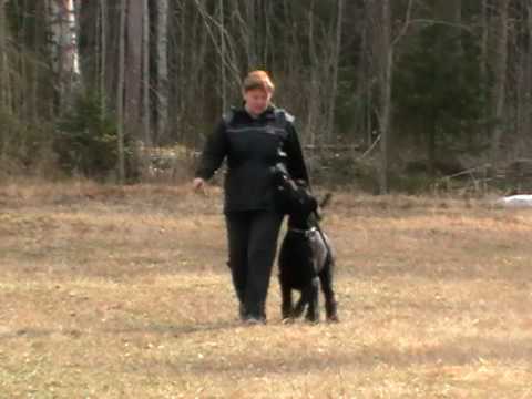 how to train giant schnauzer