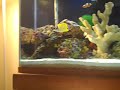 I trained by long nose butterflyfish!!