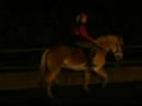 5 yrs 14 hh Palomino Haflinger Leicester