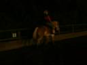 5 yrs 14 hh Palomino Haflinger Leicester