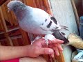 Ezrek, taklac? g�vercin, Mardin Savur, Serhat
