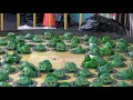 The Frogs of Astroland