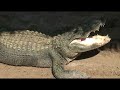 The Aligators