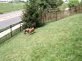 Boerboel video
