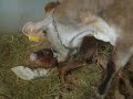 Merideth performs a \"miracle\" birth at Howmars Farm Merideth performs a \"miracle\" birth at Howmars Farm