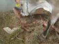 Merideth performs a miracle birth at Howmars Farm