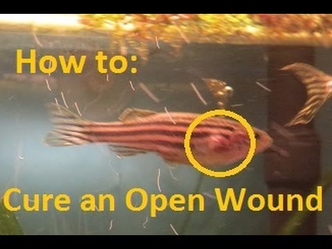 how to cure open wounds