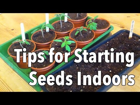 how to grow seeds indoors