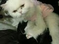 ?????NINI???? ?????NINI????