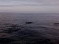 Dauphins Sud Bretagne