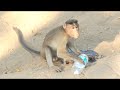 Monkeying Around with Skooter Columbo