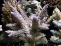 Coraux durs � petits polypes