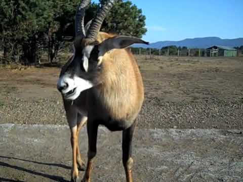 See video