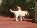 Julie hanging out with Mame in my backyard
