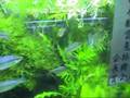 2008年度 第26回日本観賞魚フェア 水槽ディスプレイコンテスト総合優勝 日本観賞魚振興会会長賞
