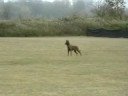 Darka vd Berlex Hoeve