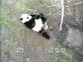 Tai The Tree Terminator Tai The Tree Terminator