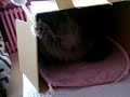 Minnos..Persian cat