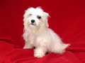 Nina- Beautiful teacup size Maltese female Nina- Beautiful teacup size Maltese female