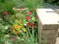 Chicago Perennial Garden Designs - Full Sun to Part Shade