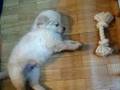 【ペット自慢動画】ゴールデンレトリバーの赤ちゃん