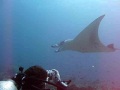 Two Manta Rays Dancing