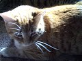 my cats