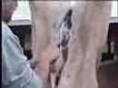 Hang A Hog Hang A Hog