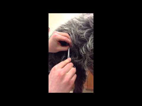 video-linktoworks-How to Remove a Tick