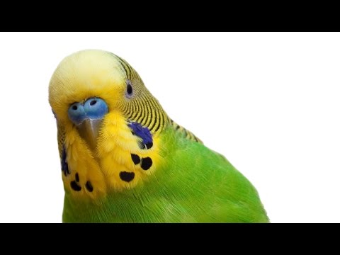 Curso Criação de Periquitos Australianos - Escolha da Espécie - Cursos CPT