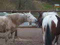 Unser kleiner Allrounder Lucky