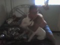 bullterrier ingles sometiendo al omega.wmv