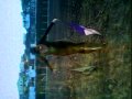 videos de Black Cat Swing Flag